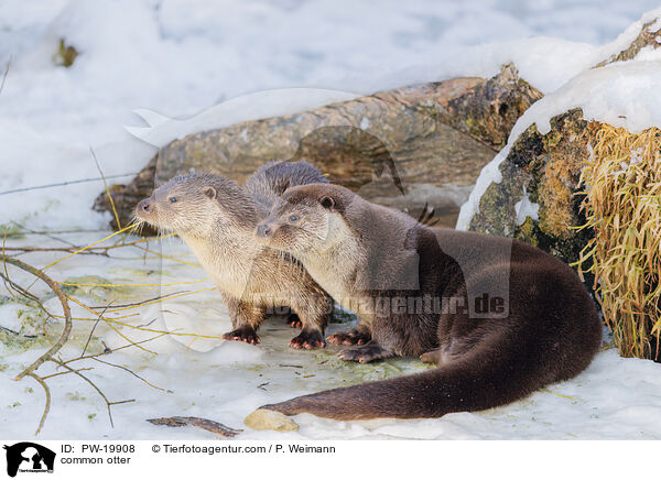 Fischotter / common otter / PW-19908