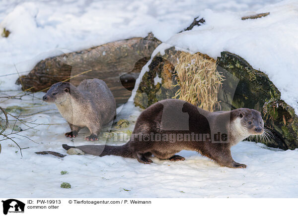 Fischotter / common otter / PW-19913