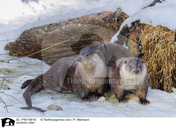 Fischotter / common otter / PW-19918