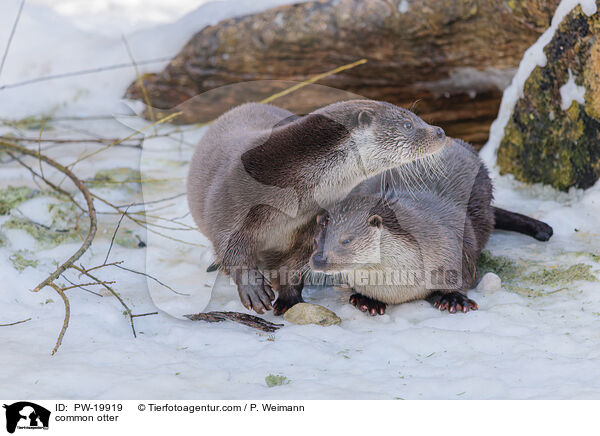 Fischotter / common otter / PW-19919