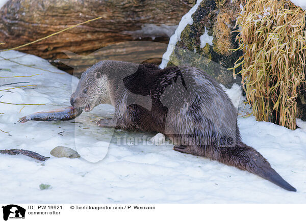 Fischotter / common otter / PW-19921