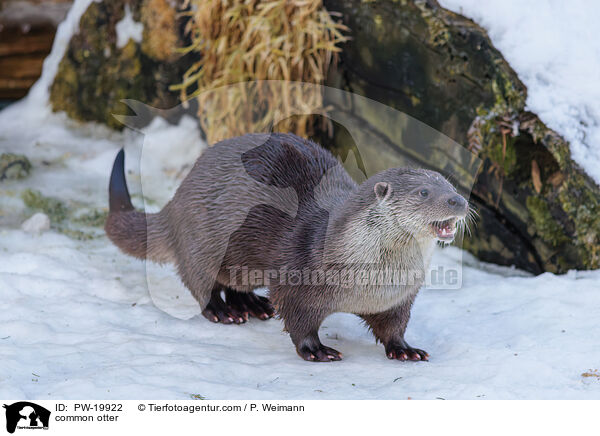 Fischotter / common otter / PW-19922