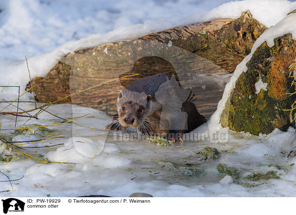 Fischotter / common otter / PW-19929