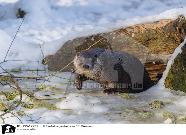 Fischotter / common otter / PW-19931