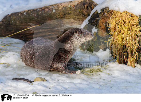 Fischotter / common otter / PW-19934