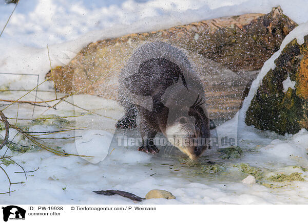 Fischotter / common otter / PW-19938