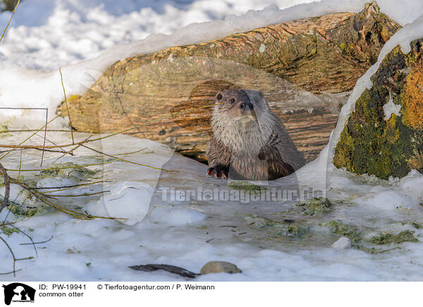 Fischotter / common otter / PW-19941