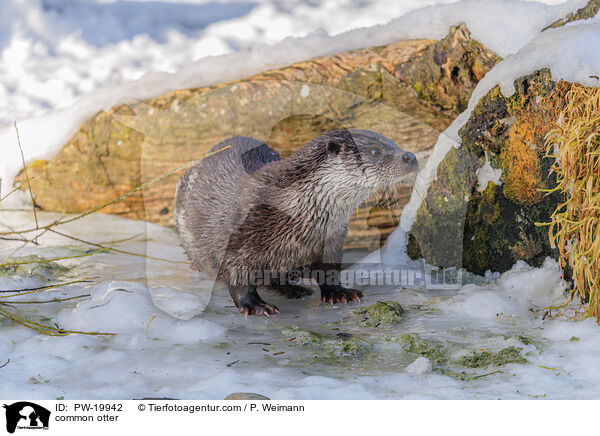 Fischotter / common otter / PW-19942