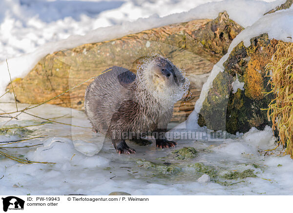 Fischotter / common otter / PW-19943