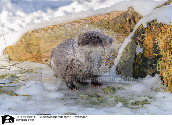 Fischotter / common otter / PW-19944