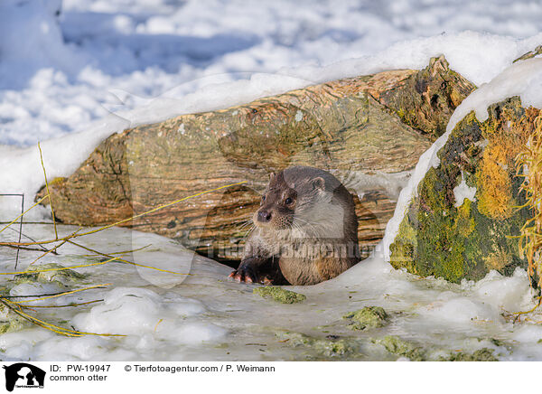 Fischotter / common otter / PW-19947