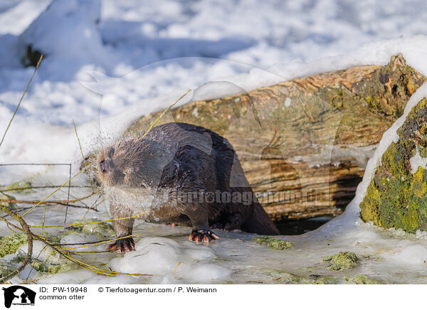 Fischotter / common otter / PW-19948