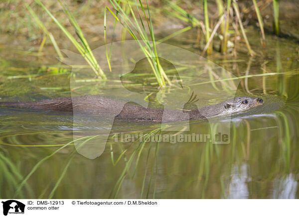 Fischotter / common otter / DMS-12913
