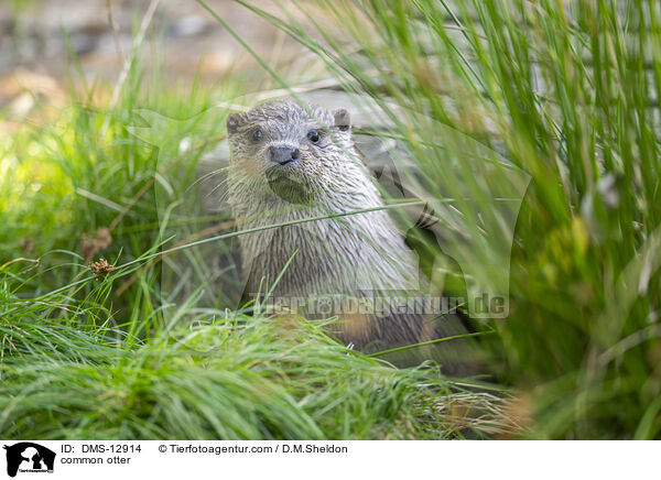 Fischotter / common otter / DMS-12914