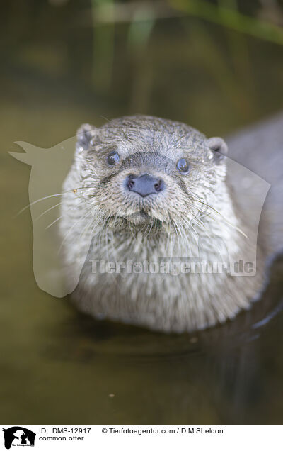 Fischotter / common otter / DMS-12917