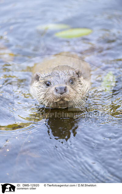 Fischotter / common otter / DMS-12920