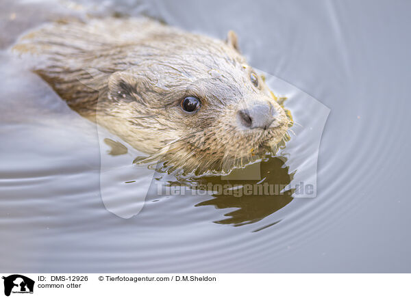 Fischotter / common otter / DMS-12926