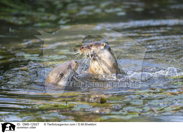 Fischotter / common otter / DMS-12927