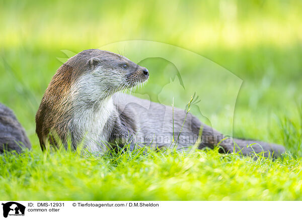 Fischotter / common otter / DMS-12931