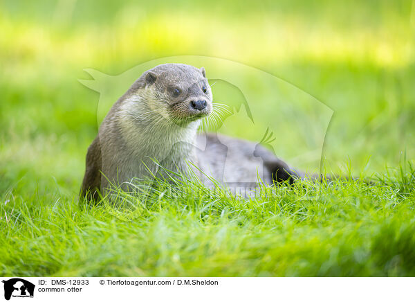 Fischotter / common otter / DMS-12933