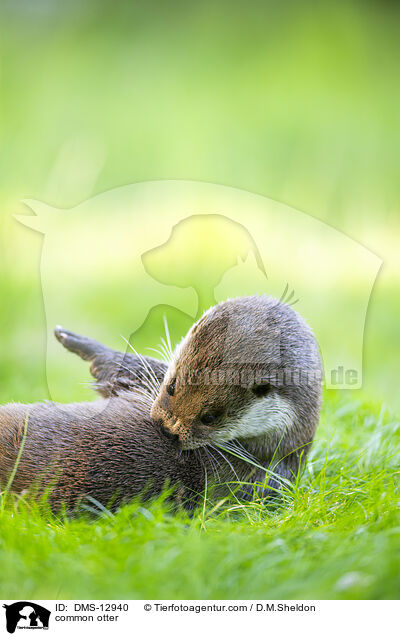 Fischotter / common otter / DMS-12940