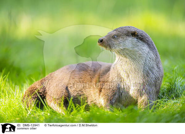 Fischotter / common otter / DMS-12941