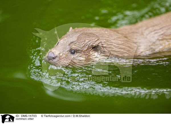 Eurasicher Fischotter / common otter / DMS-14703