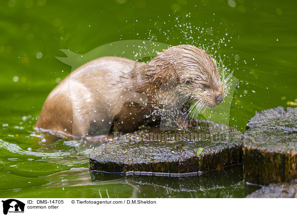 Eurasicher Fischotter / common otter / DMS-14705