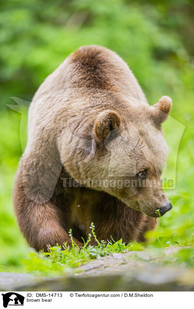 Braunbr / brown bear / DMS-14713