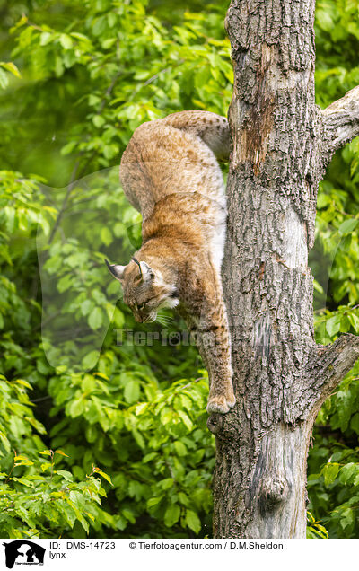 Luchs / lynx / DMS-14723
