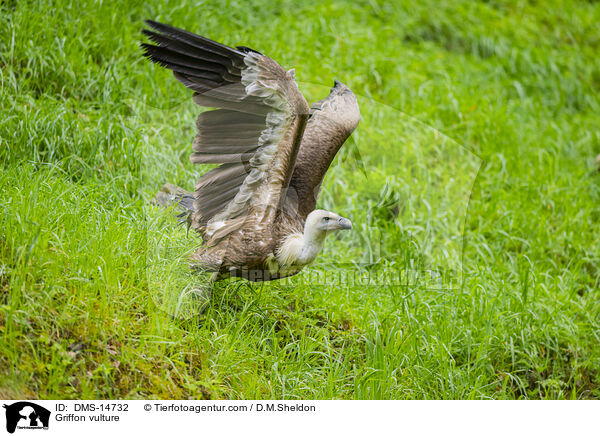 Gnsegeier / Griffon vulture / DMS-14732