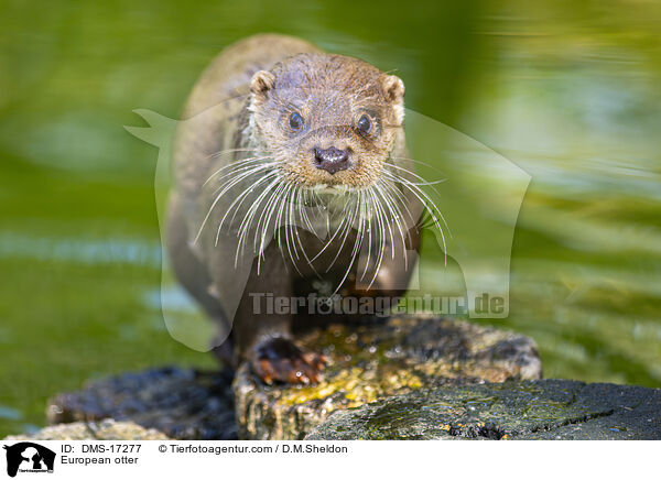 European otter / DMS-17277