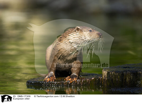 Europ�ischer Fischotter / European otter / DMS-17309