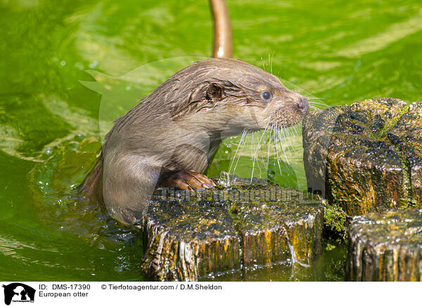 Europ�ischer Fischotter / European otter / DMS-17390