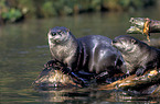 Otter