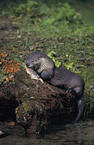 Otter