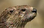 common otter Portrait