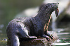 common otter