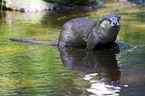 common otter