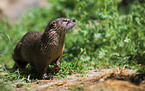 common otter