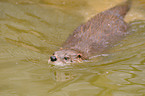swimming marine otter