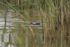 European otter