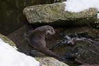 European otter