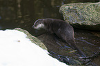 European otter