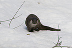 European otter
