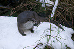 European otter