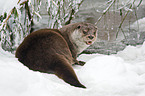 European otter