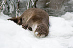 European otter