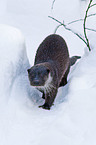 European otter