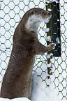 European otter